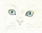 Gatto: matite colorate
