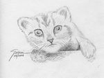 Gatto: matita